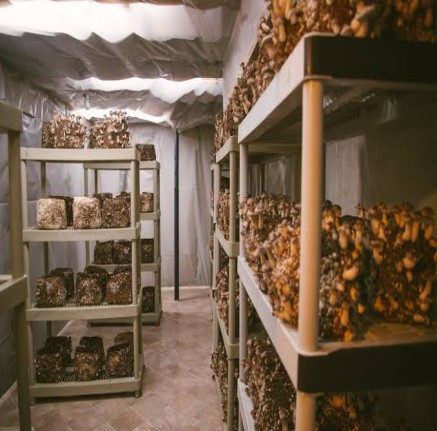 Mashroom Partner Plan