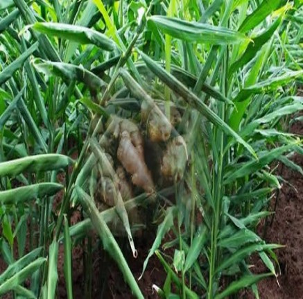 Ginger Farm Produce