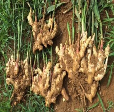 Ginger Farm Produce