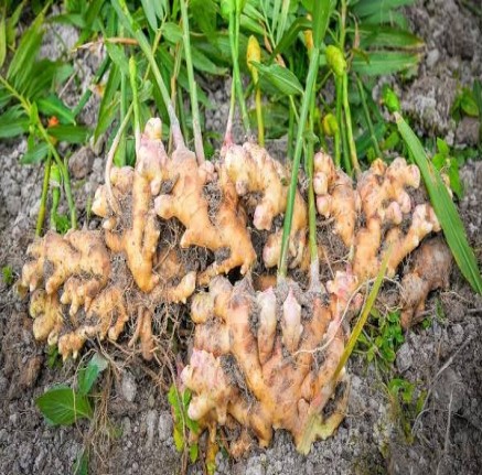 Ginger Farm Produce