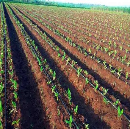 Turmeric Farm Produce