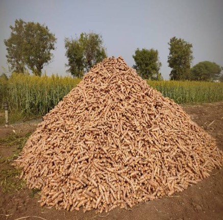 Turmeric Farm Produce