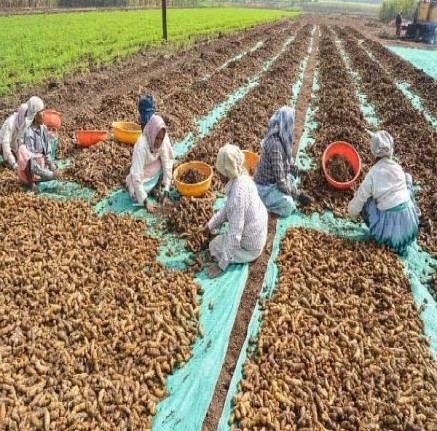 Turmeric Farm Produce
