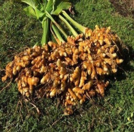 Turmeric Farm Produce