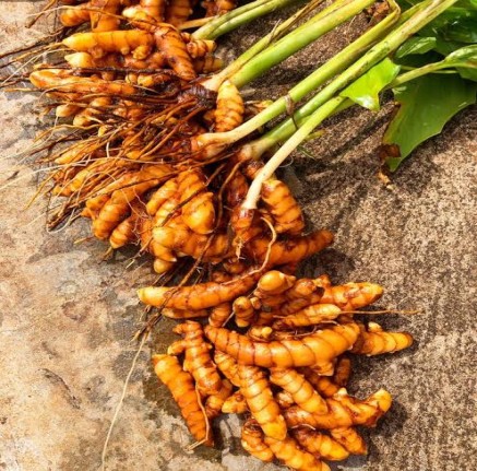 Turmeric Farm Produce