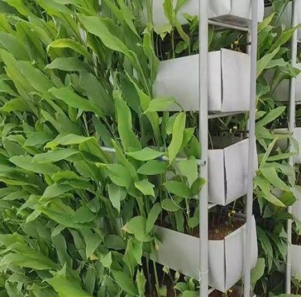 Turmeric Farm Produce