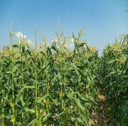 Sweet Corn Farm Produce