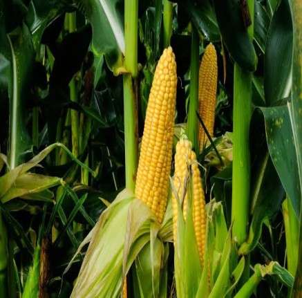 Sweet Corn Farm Produce