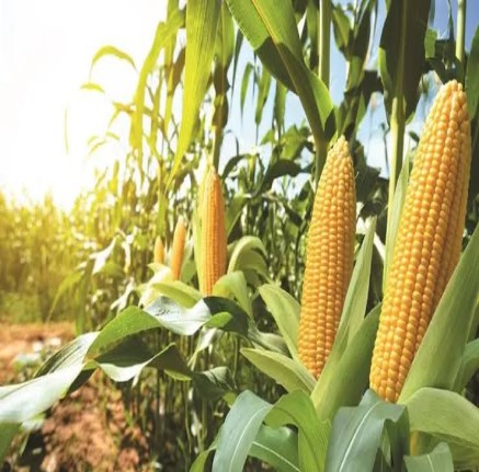 Sweet Corn Farm Produce