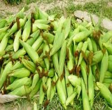 Sweet Corn Farm Produce