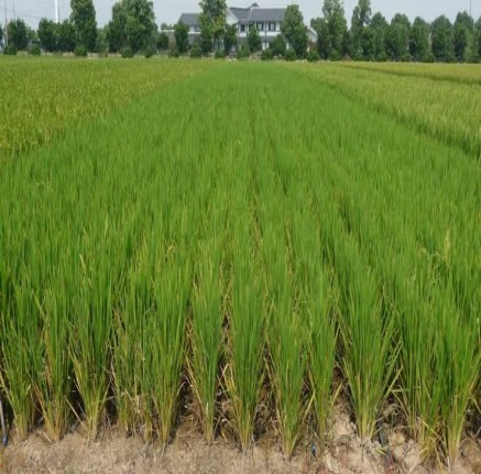 Rice Farm Produce