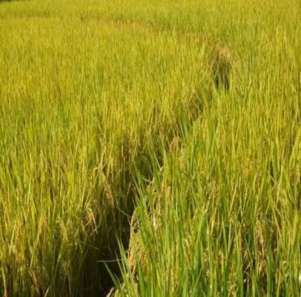Rice Farm Produce