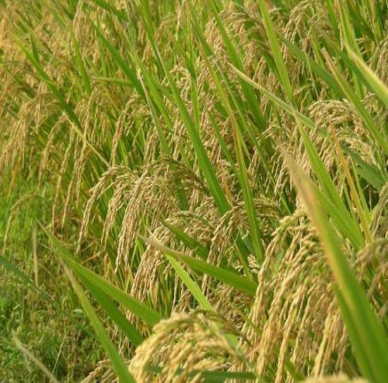 Rice Farm Produce
