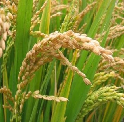 Rice Farm Produce