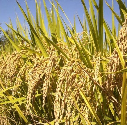 Rice Farm Produce
