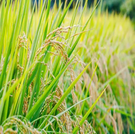 Rice Farm Produce