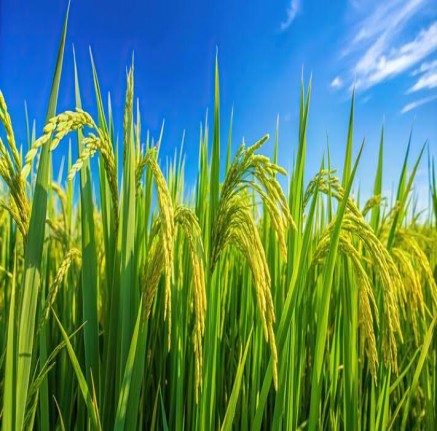 Rice Farm Produce