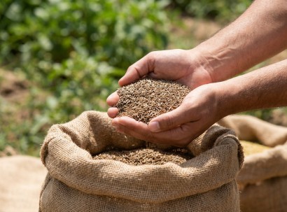 Cumin Seeds | Botanika Bharat LLP Spices Herbs Ashwagandha Turmeric Oleoresins Essential Oils Rice Bulk Spice Exporter Wholesale India